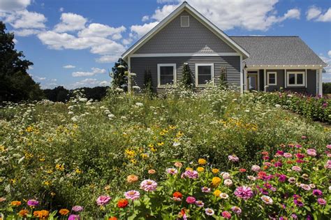 When planting a meadow, heed conditions in your garden, yard
